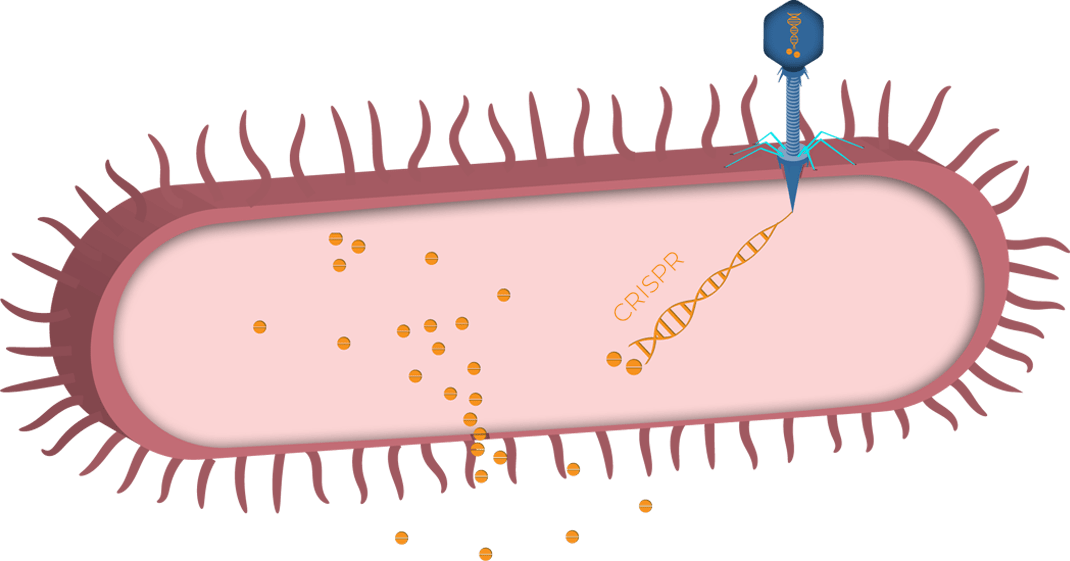 Introducing<br/>biotherapeutics